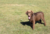 AKC Registered Chocolate Labrador Retriever For Sale Apple Creek Ohio Benji