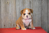 AKC Registered English Bulldog For Sale Fresno Ohio Male Bruno