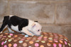 Boston Terrier English Bulldog Puppy For Sale Butler Ohio Lady Female