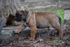 UKC Registered Presa Canario Puppy For Sale Male Rudolph Fresno, Ohio