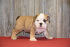 AKC Registered English Bulldog For Sale Fresno Ohio Male Toby