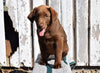 AKC Registered Chocolate Labrador Retriever For Sale Apple Creek Ohio Beulah