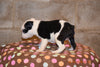 Boston Terrier English Bulldog Puppy For Sale Butler Ohio Lacy Female