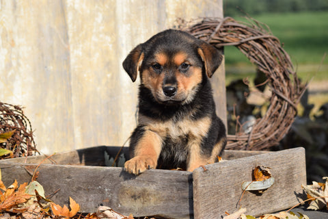 German Shepherd Rottweiler Mix Puppy For Sale Millersburg Ohio Female Lucy