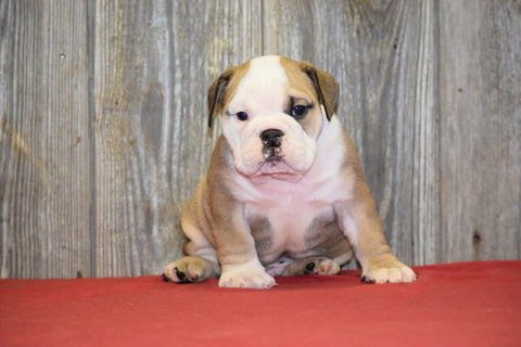 AKC Registered English Bulldog For Sale Fresno Ohio Male Toby