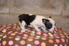 Boston Terrier English Bulldog Puppy For Sale Butler Ohio Trixie Runt Female