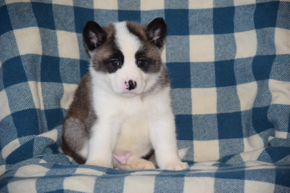 ACA Registered Akita Puppy For Sale Male Scout Baltic, Ohio