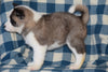 ACA Registered Akita Puppy For Sale Male Scout Baltic, Ohio