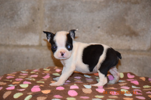 Boston Terrier English Bulldog Puppy For Sale Butler Ohio Trixie Runt Female