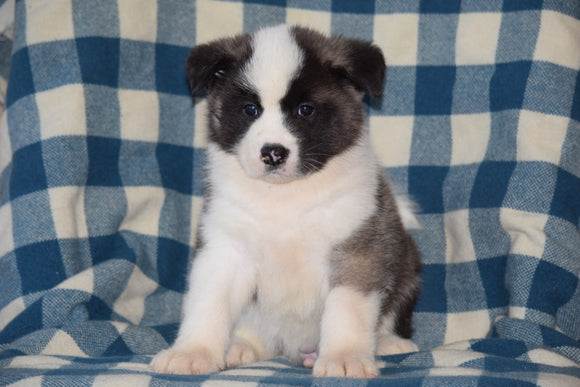 ACA Registered Akita Puppy For Sale Male Rufus Baltic, Ohio