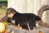 German Shepherd Rottweiler Mix Puppy For Sale Millersburg Ohio Female Lucy