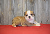 AKC Registered English Bulldog For Sale Fresno Ohio Male Arnold