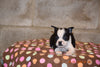 Boston Terrier English Bulldog Puppy For Sale Butler Ohio Runt Bella Female