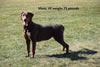 AKC Registered Chocolate Labrador Retriever For Sale Apple Creek Ohio Beulah