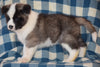 ACA Registered Akita Puppy For Sale Male Rufus Baltic, Ohio