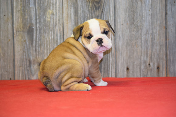 AKC Registered English Bulldog For Sale Fresno Ohio Male Arnold