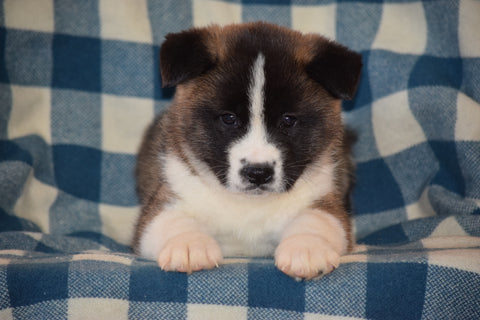 ACA Registered Akita Puppy For Sale Male Brutus Baltic, Ohio