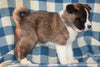 ACA Registered Akita Puppy For Sale Male Brutus Baltic, Ohio
