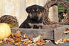 German Shepherd Rottweiler Mix Puppy For Sale Millersburg Ohio Female Sophie