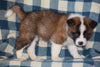 ACA Registered Akita Puppy For Sale Female Lady Baltic, Ohio