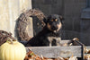 German Shepherd Rottweiler Mix Puppy For Sale Millersburg Ohio Female Sophie