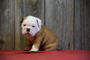 AKC Registered English Bulldog For Sale Fresno Ohio Male Jordan