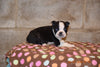 Boston Terrier English Bulldog Puppy For Sale Butler Ohio Max Male