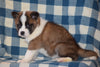 ACA Registered Akita Puppy For Sale Female Lady Baltic, Ohio