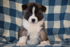 ACA Registered Akita Puppy For Sale Male Ranger Baltic, Ohio