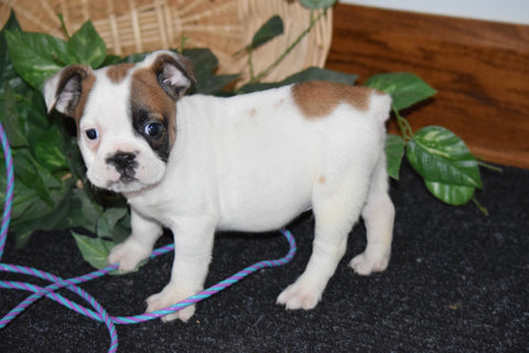 Beabull Puppy For Sale Millersburg, Ohio Male Donald
