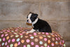 Boston Terrier English Bulldog Puppy For Sale Butler Ohio Max Male