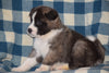 ACA Registered Akita Puppy For Sale Male Ranger Baltic, Ohio