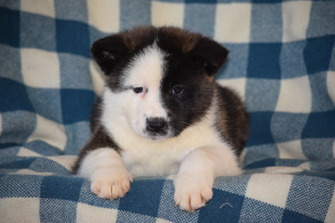 ACA Registered Akita Puppy For Sale Female Bonnie Baltic, Ohio