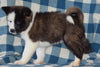 ACA Registered Akita Puppy For Sale Female Bonnie Baltic, Ohio