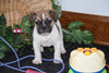 Beabull Puppy For Sale Millersburg, Ohio Male Dakota