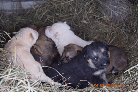 Purebred German Shepherd Puppies For Sale Butler Ohio