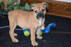 Beabull Puppy For Sale Millersburg Ohio Female Destiny