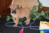 Beabull Puppy For Sale Millersburg Ohio Female Destiny