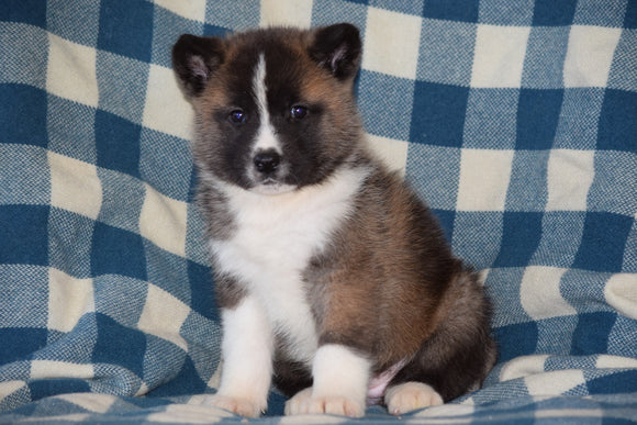 ACA Registered Akita Puppy For Sale Female Willow Baltic, Ohio