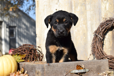 German Shepherd Rottweiler Mix Puppy For Sale Millersburg Ohio Rocky Male