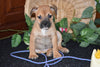 Beabull Puppy For Sale Millersburg Ohio Female Destiny