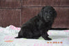 Black Goldendoodle Puppy For Sale Mount Gilead Ohio Male Matt