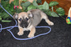 Beabull Puppy For Sale Millersburg Ohio Female Daisy