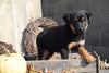 German Shepherd Rottweiler Mix Puppy For Sale Millersburg Ohio Rocky Male