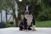 AKC Registered Boston Terrier Puppy For Sale Male Tucker Shreve Ohio