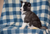 ACA Registered Akita Puppy For Sale Female Annie Baltic, Ohio