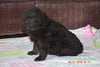 Black Goldendoodle Puppy For Sale Mount Gilead Ohio Female Rose