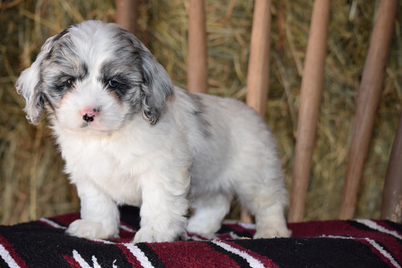 DBR Registered Cockapoo For Sale Millersburg Ohio Male Charlie