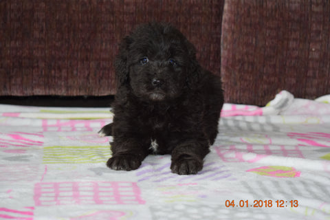Black Goldendoodle Puppy For Sale Mount Gilead Ohio Female Anna