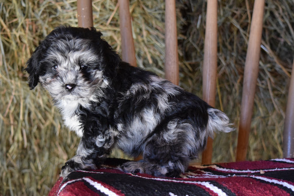 DBR Registered Cockapoo For Sale Millersburg Ohio Male Oliver